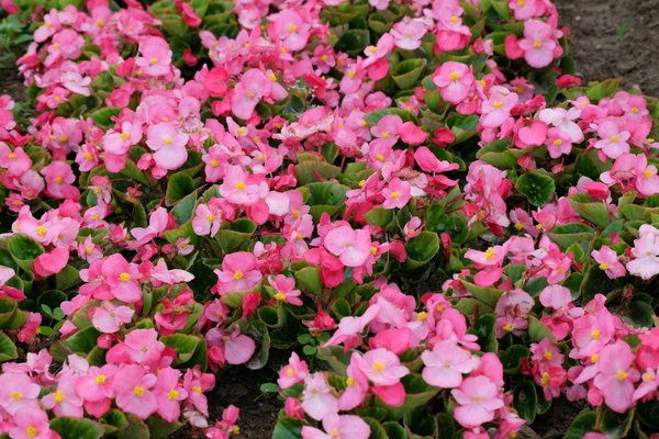 Idées créatives de jardinière pour rambarde de balcon