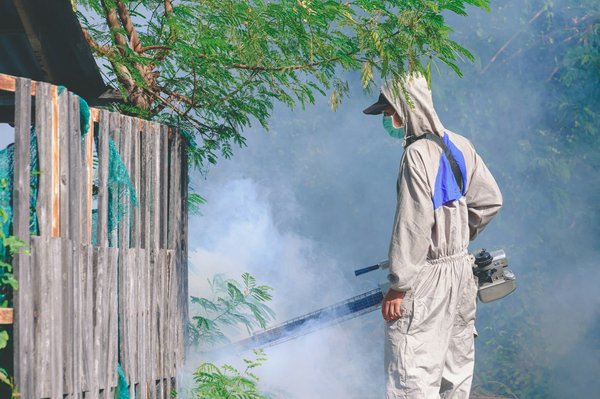 Traitement xylophage à paris : comment cela se déroule ?